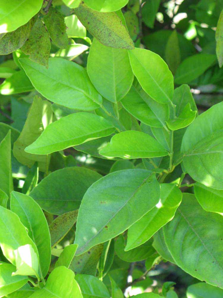              Shade leaves (Winter Haven, FL)       
